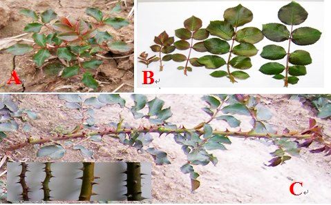 点此在新窗口浏览图片