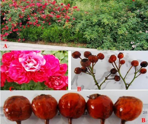 点此在新窗口浏览图片